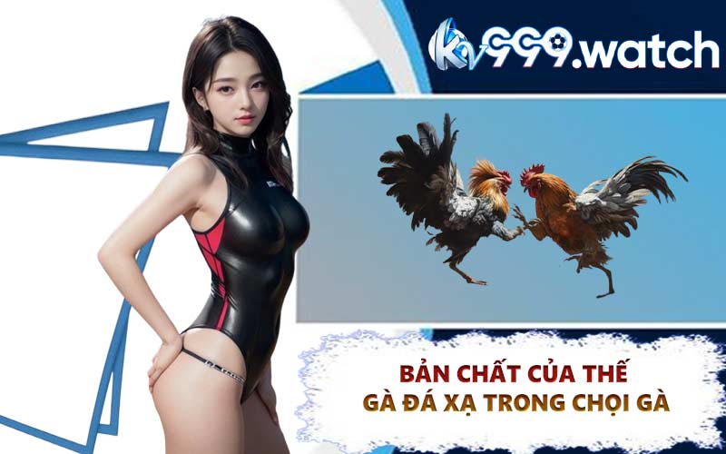 Bản chất của thế gà đá xạ trong chọi gà